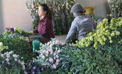 Hoa Tết Đà Lạt giá cao, rau rẻ
