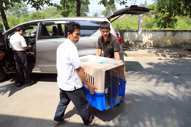 Hốt bạc ngày Tết nhờ nhận nuôi chó ký gửi hot bac ngay tet nho nhan nuoi cho ky gui