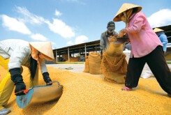 T&T muốn rót nghìn tỷ vào 'bom tấn’ lương thực miền Nam
