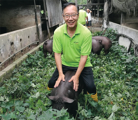 tuong lai hua hen tu thit heo den