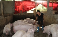 gia heo hoi hom nay 153 tai trung quoc gia heo trung binh khong qua 40000 dongkg
