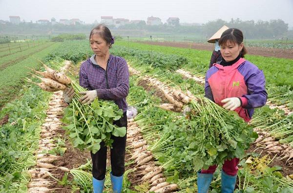 rau thoi ngoai dong dan lai nhieu roi rat phan khoi