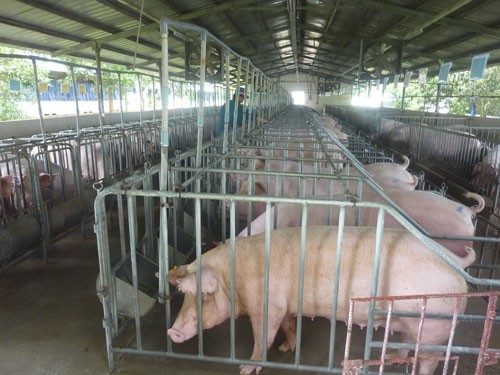Chăn nuôi vẫn khó tứ bề chan nuoi van kho tu be