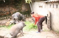 gia heo hoi hom nay 253 cuoi tuan thi truong on dinh doi gia tang