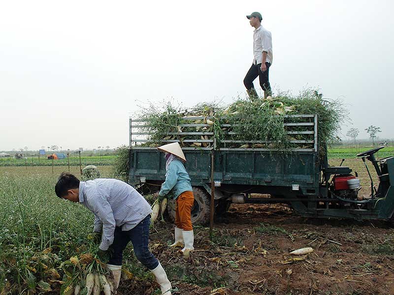 cu cai rau nho bo vi sao