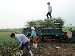 Củ cải, rau… nhổ bỏ: Vì sao?