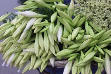 Hoa loa kèn đầu mùa xuống phố được bán với giá ‘chát’