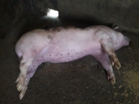gia thit heo thanh pham hom nay 293 tai trung quoc tiep tuc khoi sac