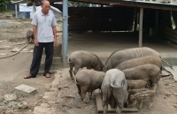 gia thit heo thanh pham hom nay 14 tai trung quoc thit heo noi dia dang dan tang truong