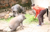 gia heo hoi hom nay 313 thi truong di ngang khi gia heo trung quoc phuc hoi