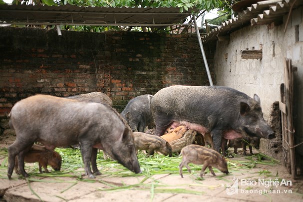thu nhap tot tu nuoi lon rung thai lan o mien nui nghe an 90615