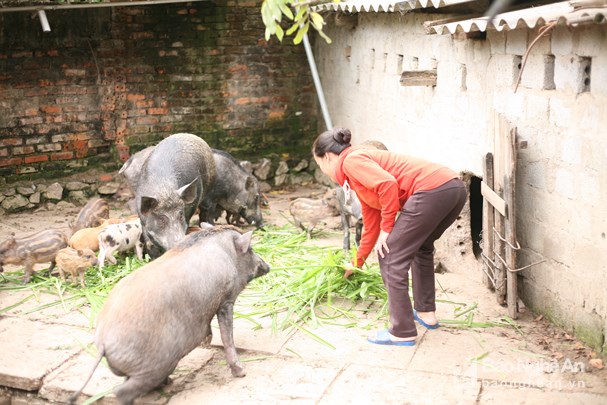 thu nhap tot tu nuoi lon rung thai lan o mien nui nghe an 90615