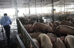 Heo an thần vẫn điềm nhiên ra chợ ở TP.HCM