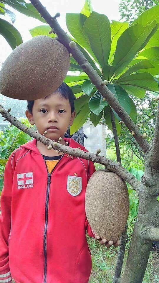 hong xiem ruot do khong lo 2kgqua gia gan trieu dongcay giong co gi dac biet