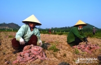 khoai lang nhat ban re nhu cho van khong co thuong lai den mua