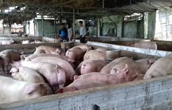 Tái cơ cấu ngành chăn nuôi: Những kết quả bước đầu
