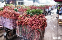 nuoi gian lam thuoc chua benh kiem hon 155 nghin ty dongnam