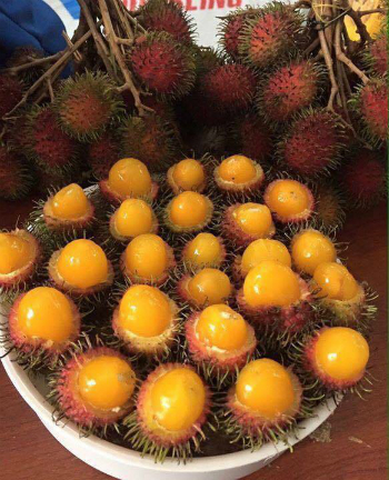 chom chom vai rung hut khach mua nong