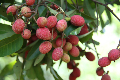 chom chom vai rung hut khach mua nong