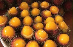 Chôm chôm, vải rừng hút khách mùa nóng