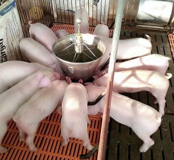 Ông Nguyễn Kim Đoán: Giá heo hơi tăng không phải do người dân gom hàng