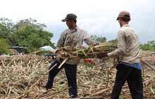 Nông dân và doanh nghiệp 'nếm vị đắng' mía đường!