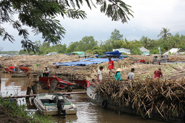 nong dan va doanh nghiep nem vi dang mia duong