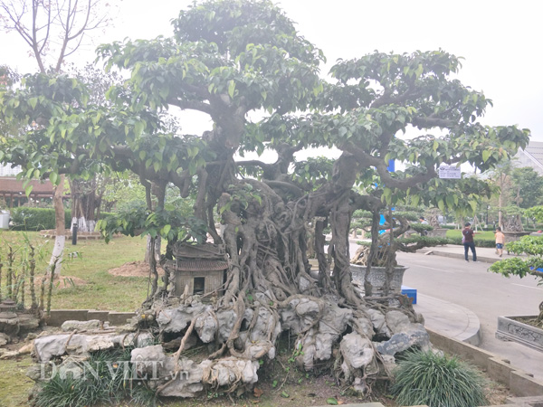 bi an loai nam vang rong tren dinh hoang lien son co tien khong mua duoc