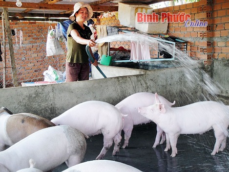 binh phuoc gia heo tang niem vui chua tron
