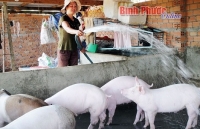gia lon tang bat thuong nguy co lon trung quoc tran vao viet nam