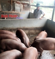 thit lon binh on thi truong dieu chinh tang gia