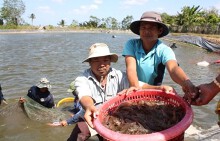 Tôm thẻ rớt giá thảm, người nuôi méo mặt
