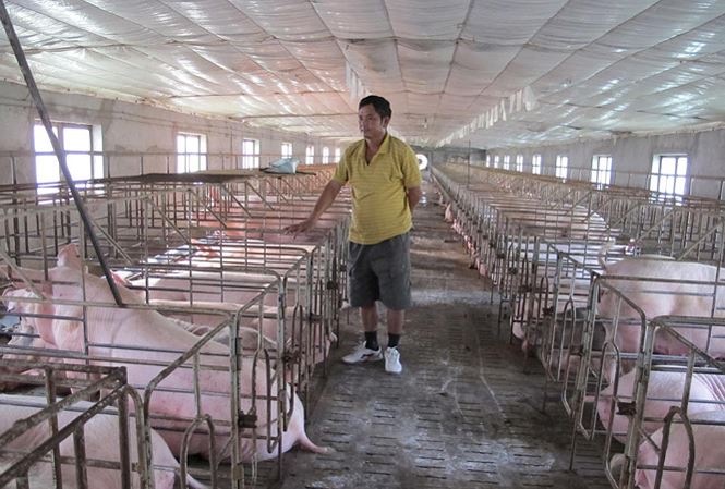 Giá lợn tăng bất thường: Nguy cơ lợn Trung Quốc tràn vào Việt Nam gia lon tang bat thuong nguy co lon trung quoc tran vao viet nam