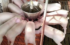Giá heo giảm nhẹ do nhu cầu thấp