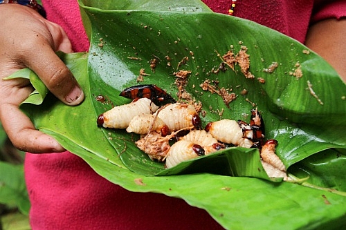 dac san khong danh cho nguoi yeu tim canh dan ong dua nhau thu