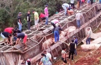 thit heo viet nam cuoi cung cung duoc xuat khau chinh ngach