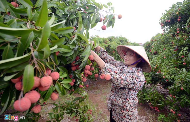 ket thuc vu vai thieu bac giang thu ve gan 6000 ty dong