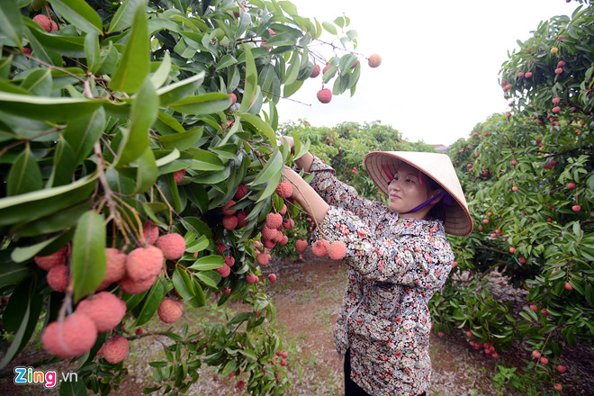 may bay cho 200 tan vai thieu viet ban qua thai lan