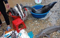 Xót lòng đặc sản cá tầm 'bán rẻ như cho' trên vỉa hè ở Lai Châu sau lũ