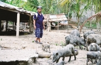 lam the nao de chon lon sach chuan vietgap an toan va chat luong