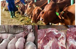 Giá thịt lợn tăng kỷ lục, ngành nông nghiệp phục hồi mạnh