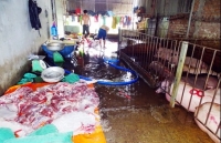 gia heo hoi hom nay 306 tai trung quoc gia heo hoi bat dau tang nhe