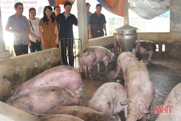 tai dan chan nuoi lon o ha tinh can trong keo dam len vet xe do