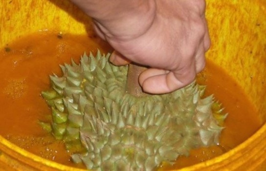 lam dong sot hat sau rieng