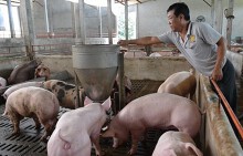 Không có chuyện người dân gom hàng, chuyên gia lo sợ heo nước ngoài tràn vào Việt Nam