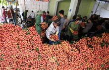 Kết thúc vụ vải thiều, Bắc Giang thu về gần 6.000 tỷ đồng