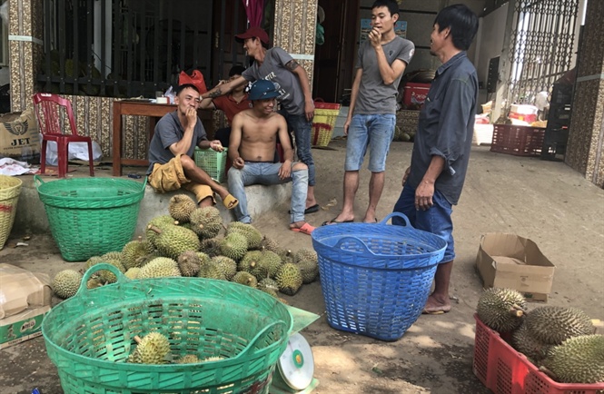 vi sao hat sau rieng len con sot phai chang la pha hoai nhu du luan don thoi