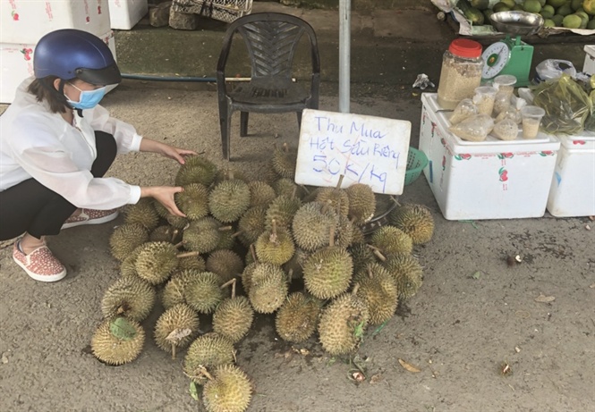 vi sao hat sau rieng len con sot phai chang la pha hoai nhu du luan don thoi