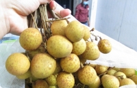 nho nhat 11 trieu dong moi chum ban het sau mot ngay ve sai gon