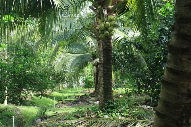 dua dua de trong nang suat cao khong phai lo dau ra